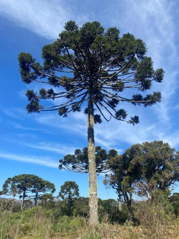 Recanto Luz Da Serra Urubici Dış mekan fotoğraf